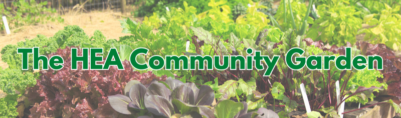 Banner Image for Community Garden Volunteer Day